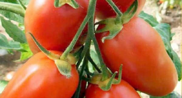 Popis odrůdy sibiřských rajčat hojný, jeho vlastnosti a výnos